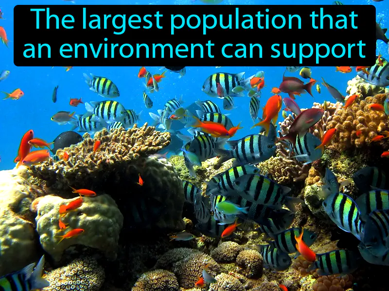 Carrying Capacity Definition Carrying Capacity Definition