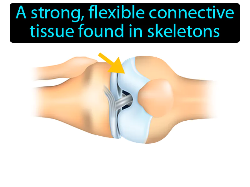 Cartilage Definition Cartilage Definition