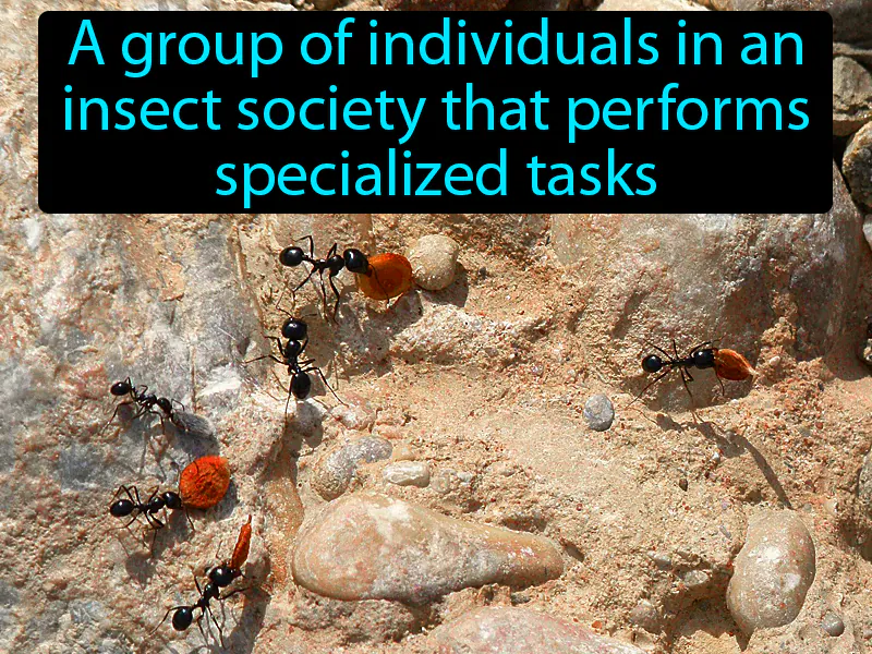 Caste Definition Caste Definition