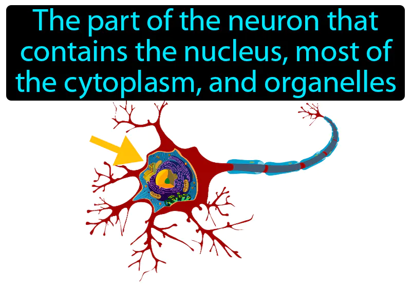 Cell Body Definition Cell Body Definition