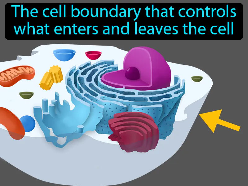Cell Membrane Definition Cell Membrane Definition
