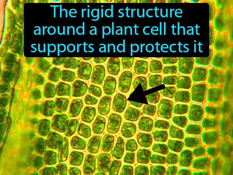 Cell Wall Definition Cell Wall Definition