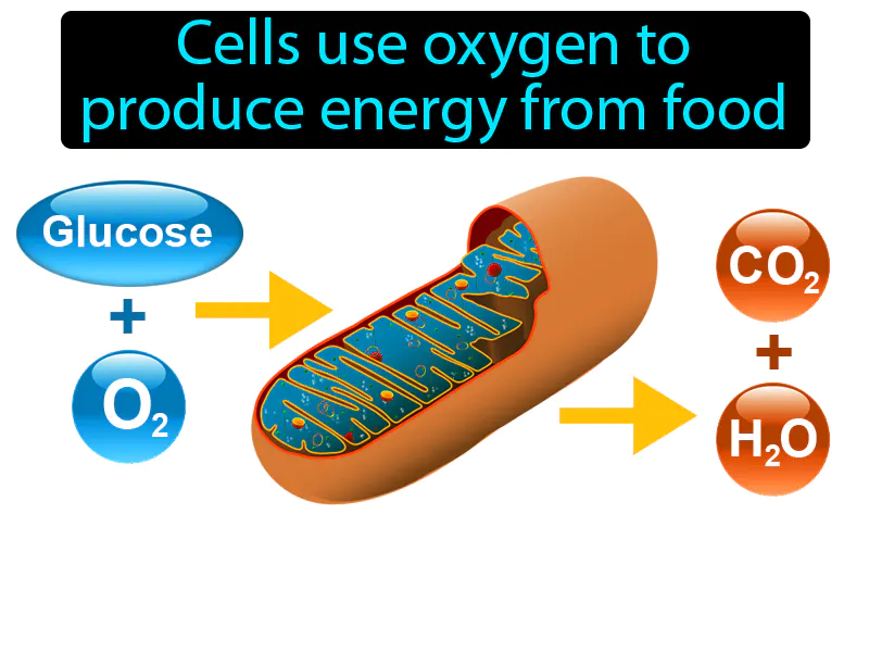 Cellular Respiration Definition Cellular Respiration Definition