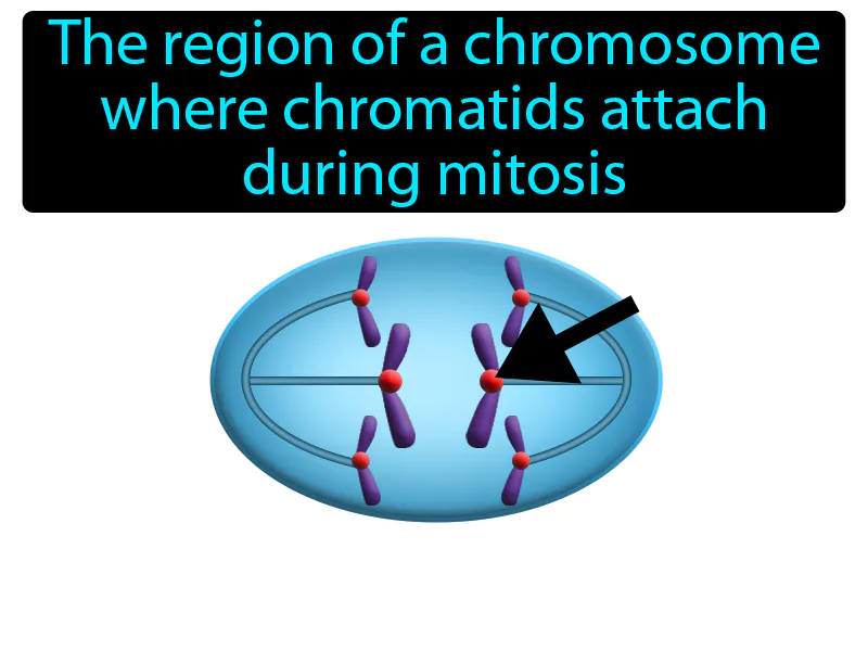 Centromere Definition