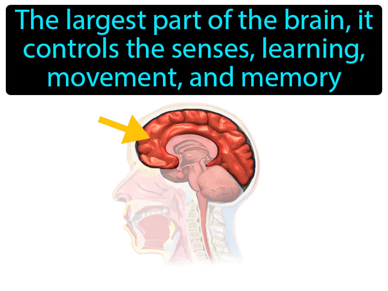 Cerebrum Definition Cerebrum Definition