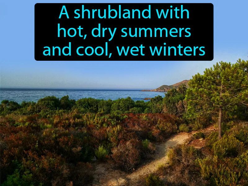 Chaparral Definition Chaparral Definition