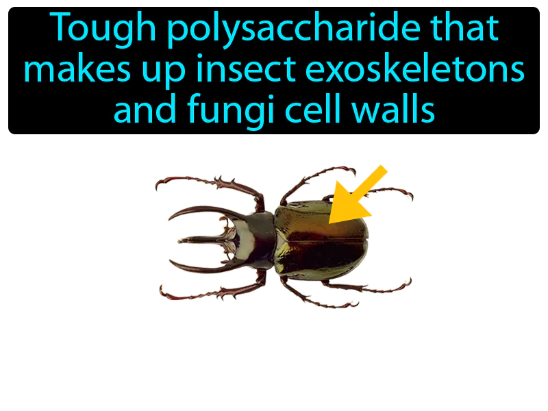 Chitin Definition Chitin Definition