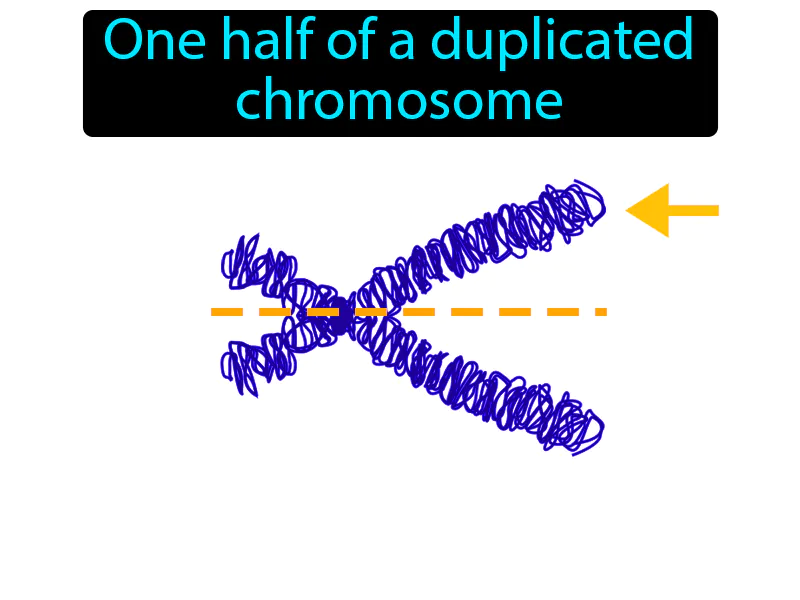 Chromatid Definition