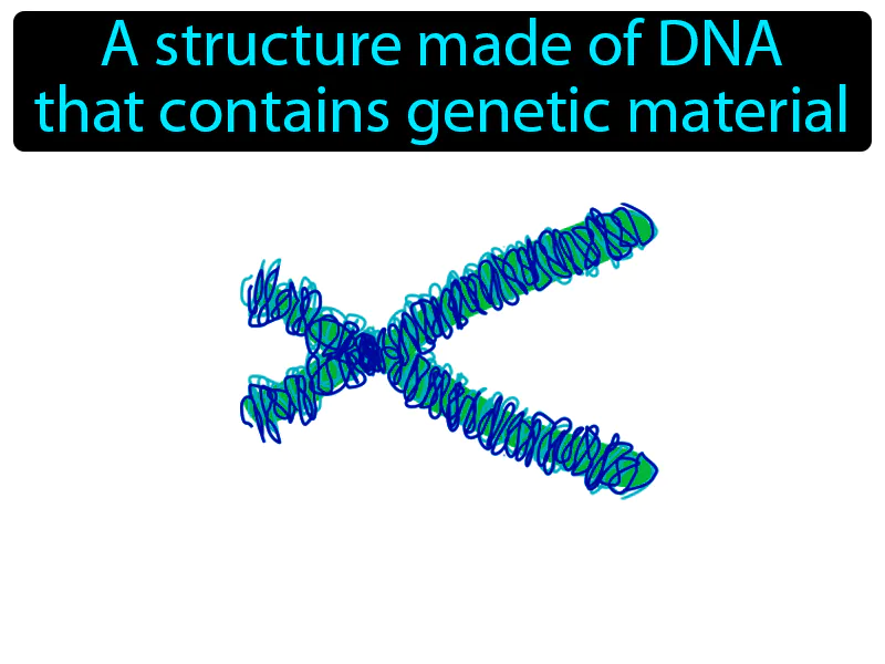 Chromosome Definition Chromosome Definition