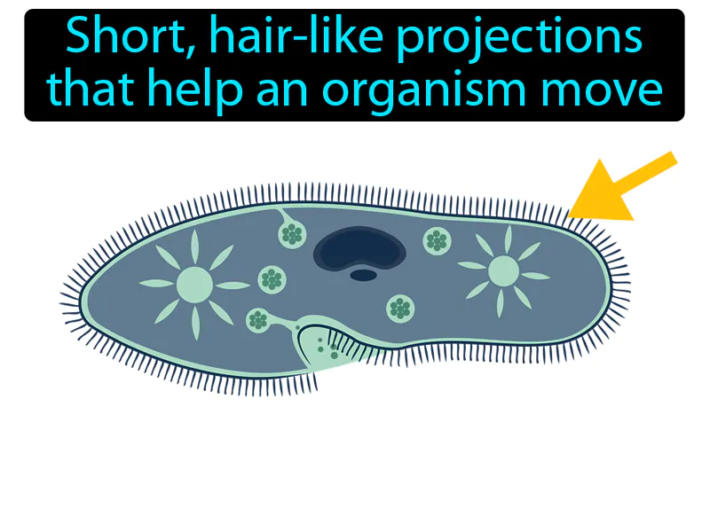Cilium Definition Cilium Definition