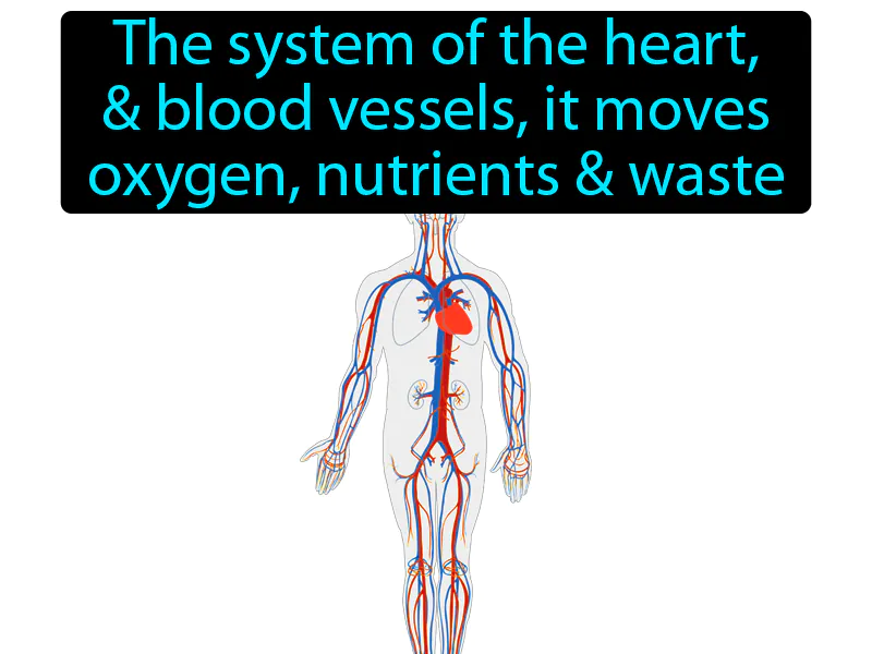 Circulatory System Definition Circulatory System Definition