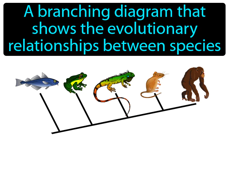 Cladogram Definition Cladogram Definition
