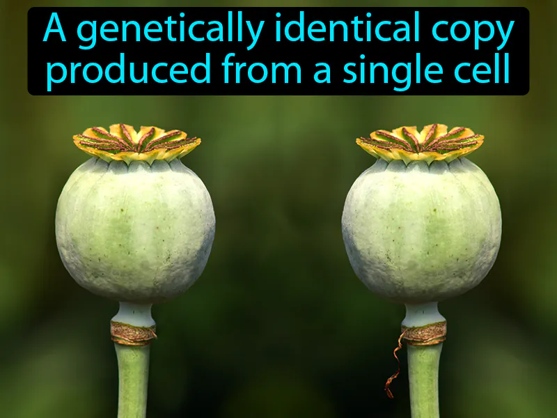 Clone Definition Clone Definition