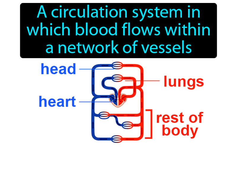 Closed Circulatory System Definition Closed Circulatory System Definition