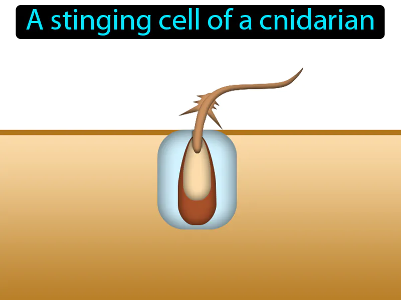 Cnidocyte Definition Cnidocyte Definition