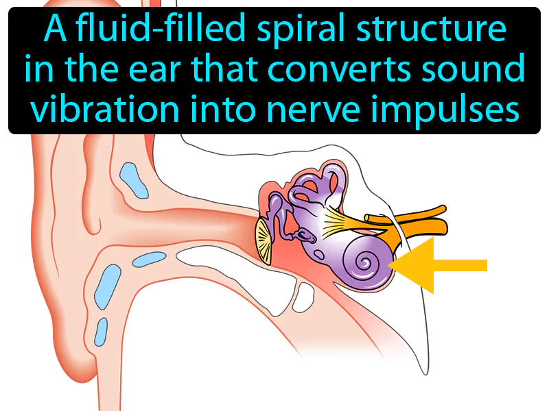 Cochlea Definition Cochlea Definition