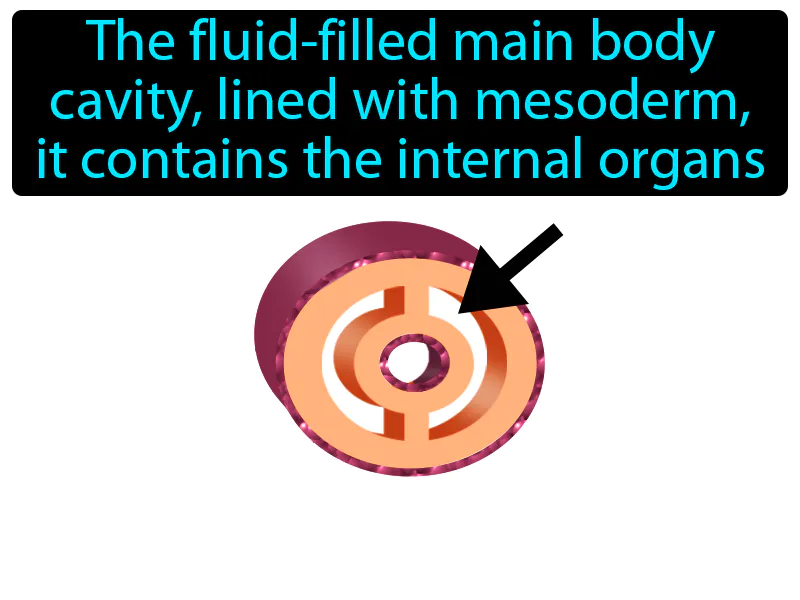 Coelom Definition Coelom Definition