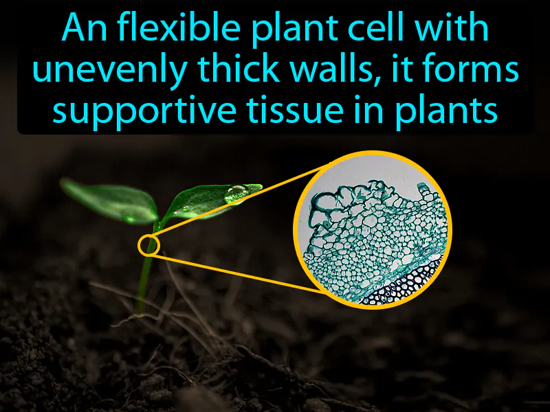Collenchyma Definition