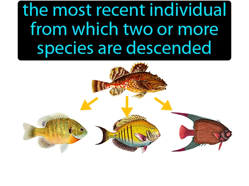 Common Ancestor Definition Common Ancestor Definition