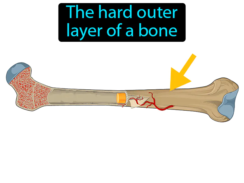 Compact Bone Definition Compact Bone Definition