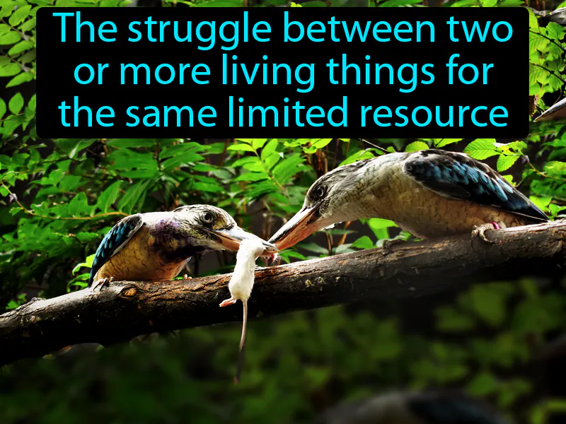 Competition Definition