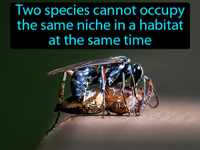 Competitive Exclusion Definition Competitive Exclusion Definition