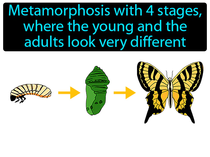 Complete Metamorphosis Definition Complete Metamorphosis Definition