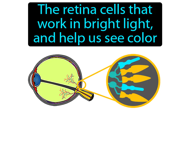 Cone Cells Definition Cone Cells Definition