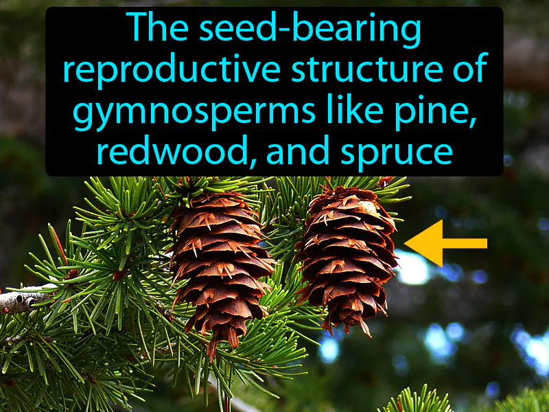 Cone Definition Cone Definition