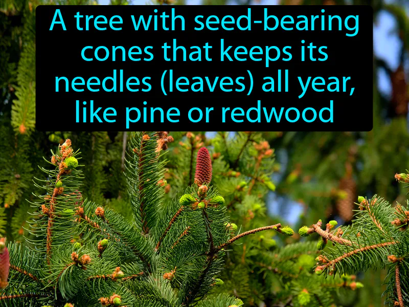 Coniferous Definition Coniferous Definition