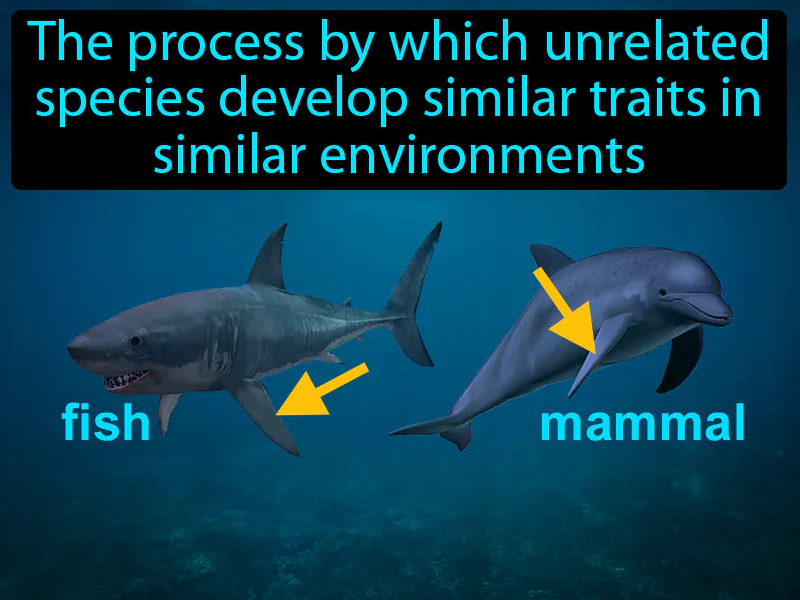 Convergent Evolution Definition Convergent Evolution Definition
