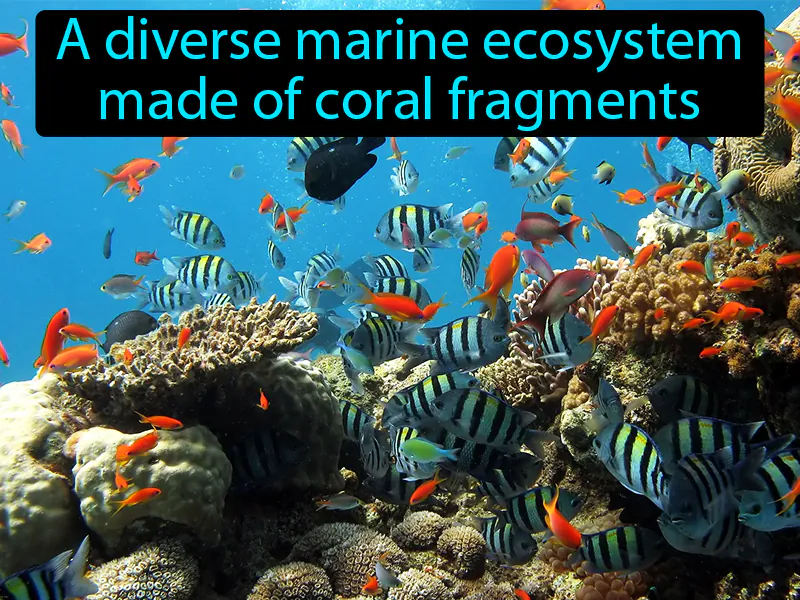 Coral Reef Definition Coral Reef Definition