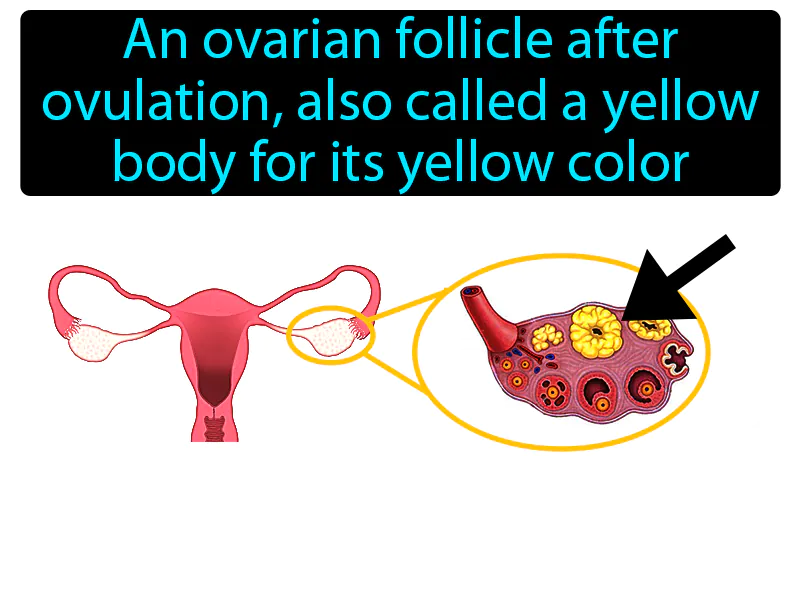 Corpus Luteum Definition Corpus Luteum Definition