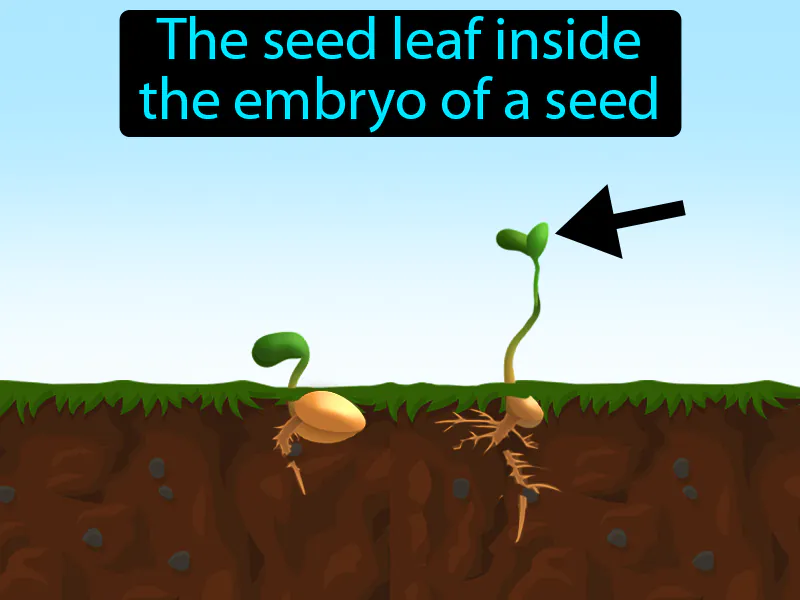 Cotyledon Definition Cotyledon Definition