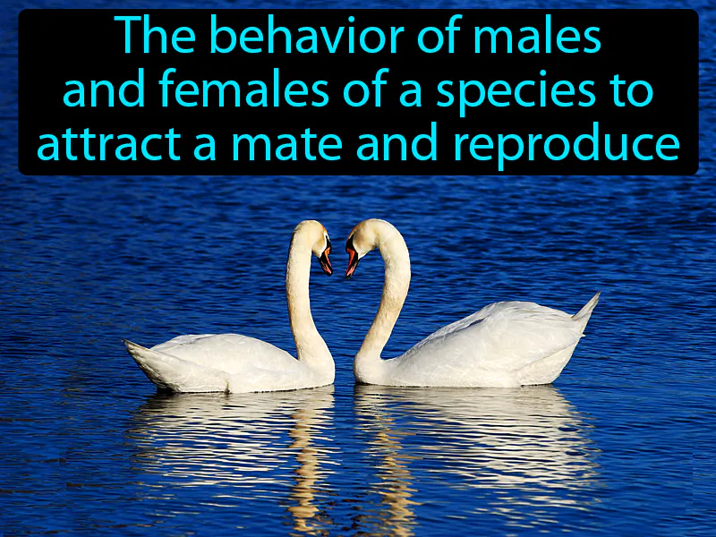 Courtship Behavior Definition Courtship Behavior Definition