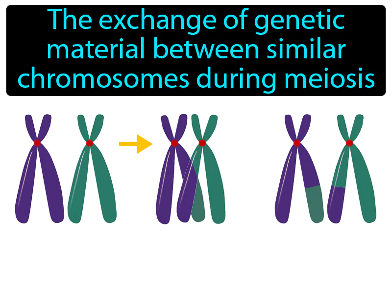 Crossing Over Definition Crossing Over Definition