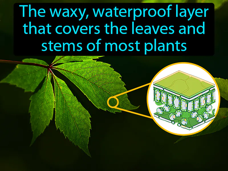 Cuticle Definition Cuticle Definition