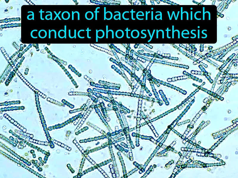 Cyanobacteria Definition Cyanobacteria Definition