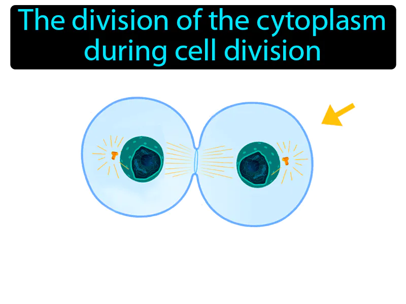 Cytokinesis Definition