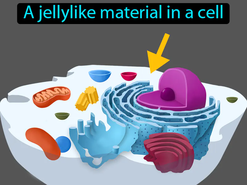 Cytoplasm Definition Cytoplasm Definition