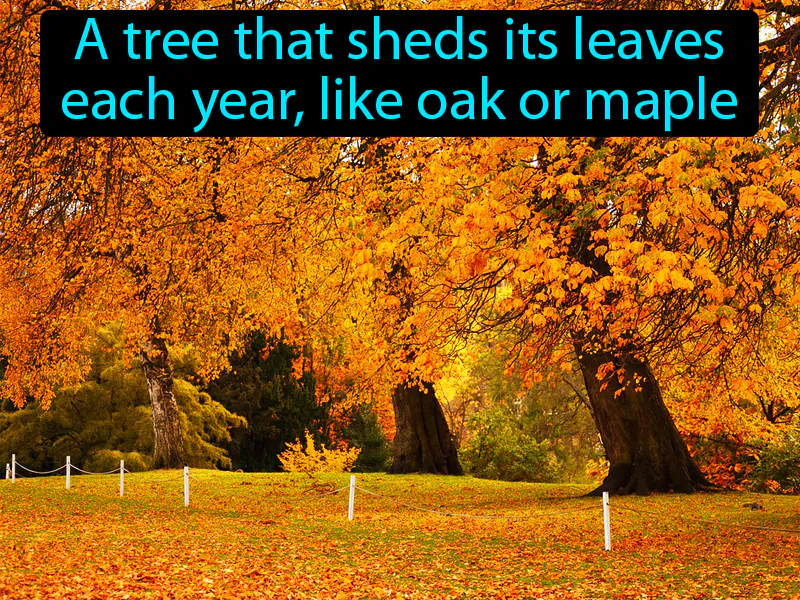 Deciduous Definition Deciduous Definition