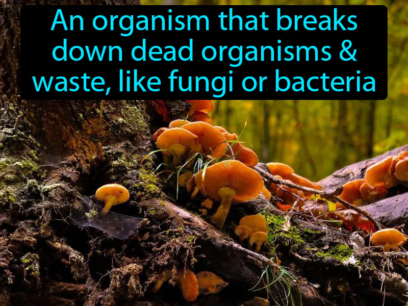 Decomposer Definition Decomposer Definition