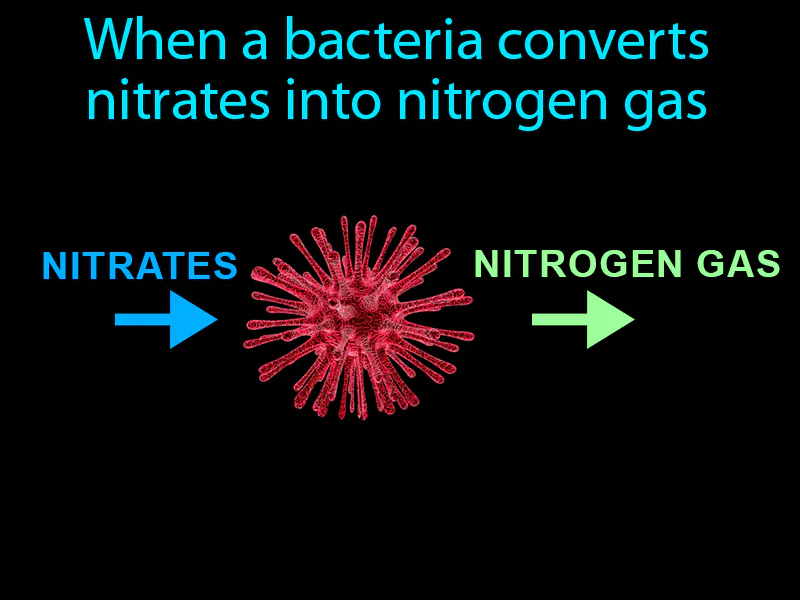 Denitrification Definition