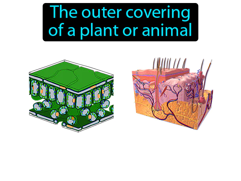 Dermal Tissue Definition Dermal Tissue Definition