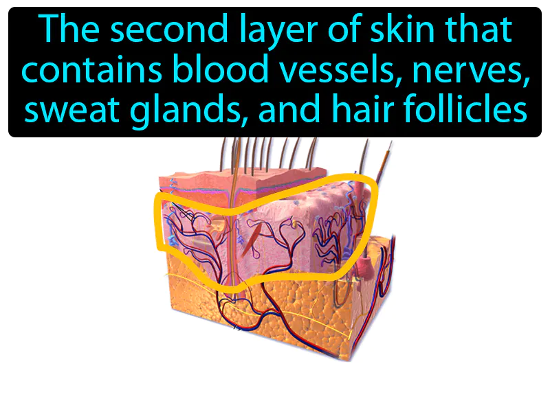 Dermis Definition Dermis Definition