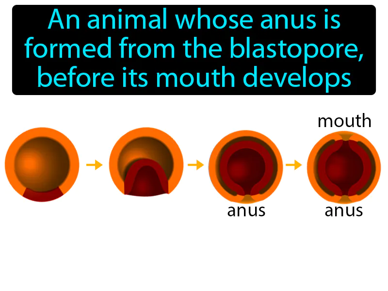 Deuterostome Definition Deuterostome Definition