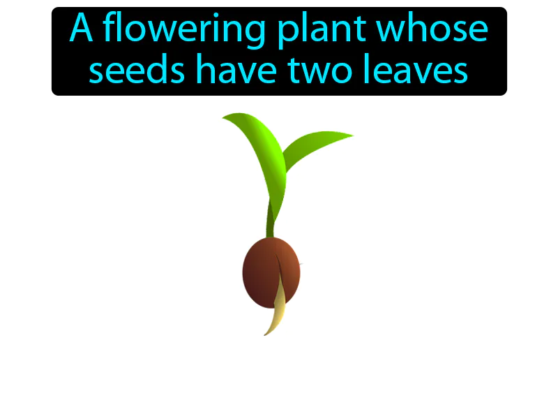 Dicot Definition Dicot Definition