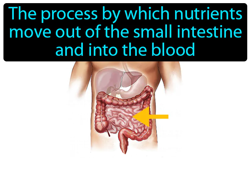 Digestive Absorption Definition Digestive Absorption Definition