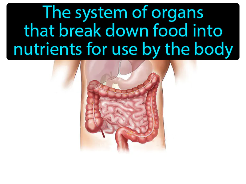 Digestive System Definition Digestive System Definition