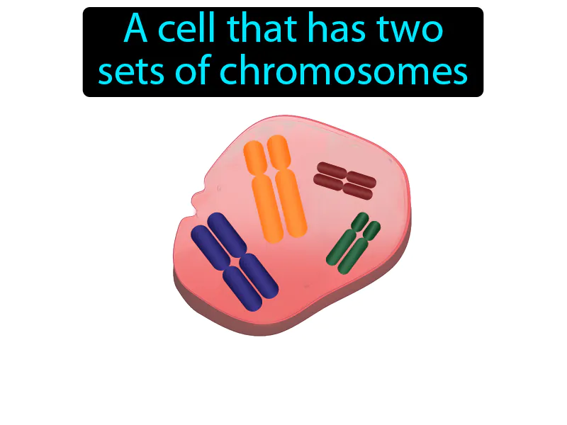 Diploid Definition Diploid Definition